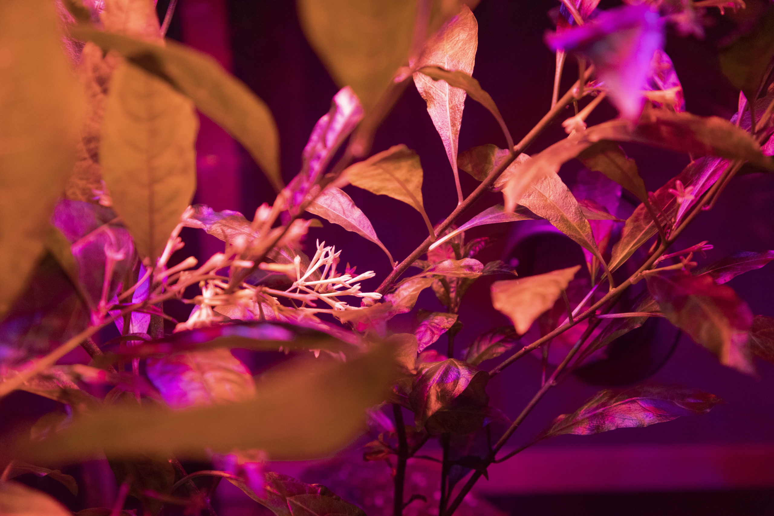 Close-up of jasmine plant leaves and flowers in bloom under pink light.