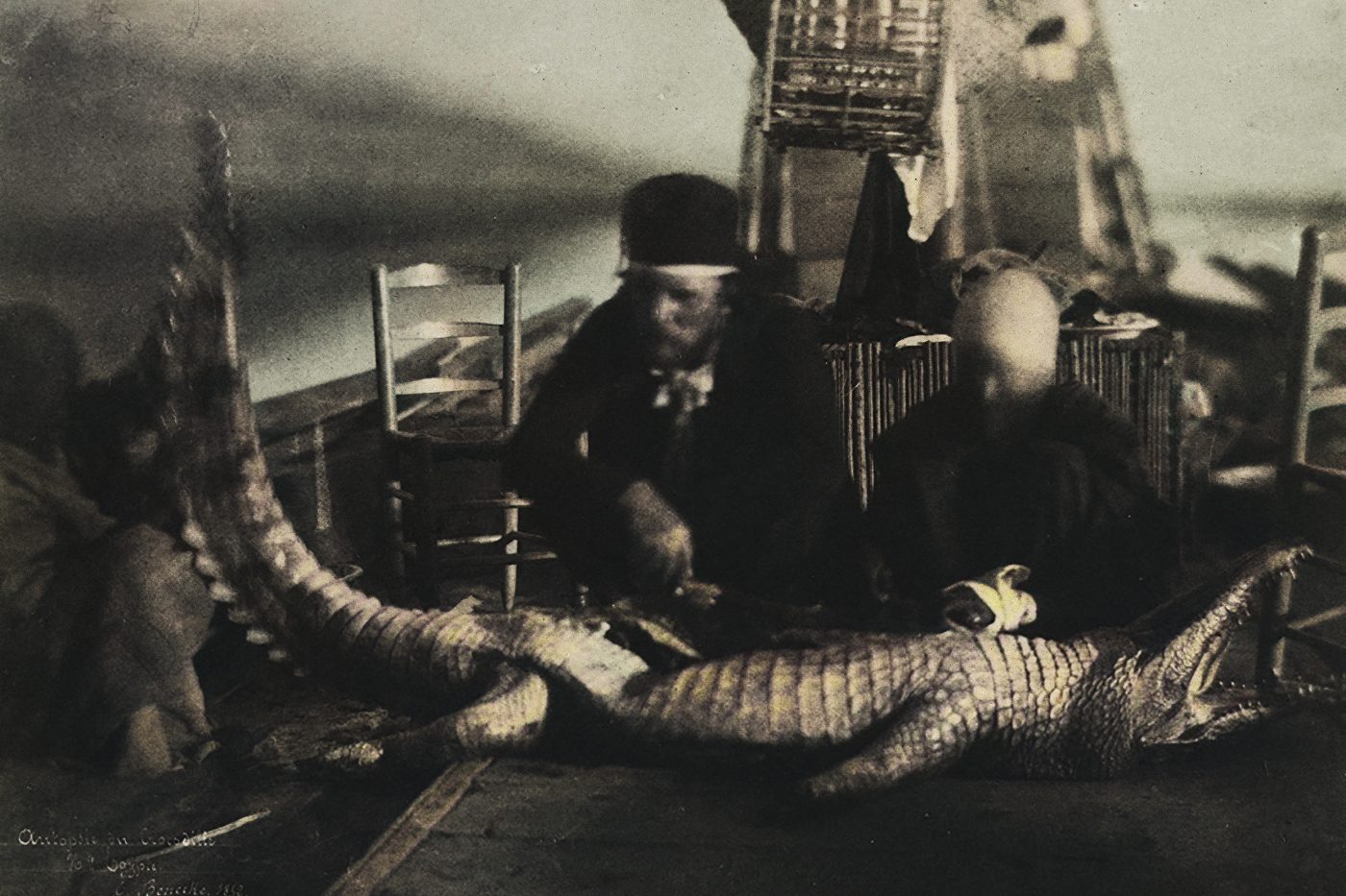 A close up of one of the black and white images included in the exhibition. Three men whose faces have been blurred, kneel to examine a crocodile.