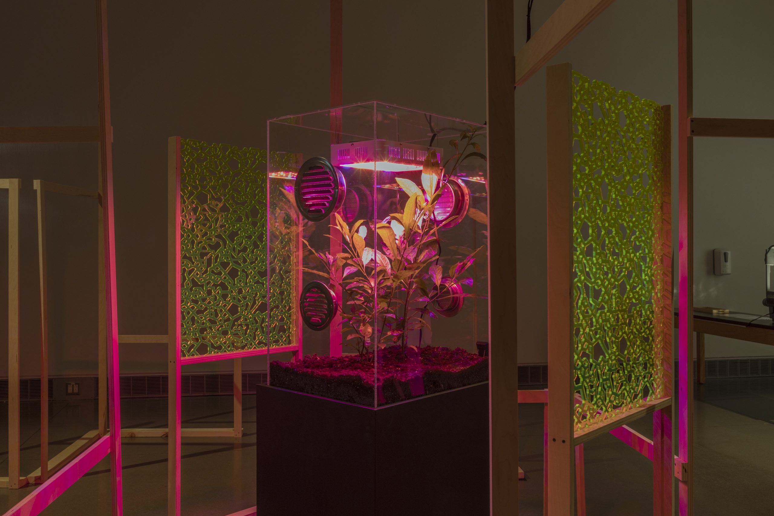On a black podium a clear plexiglass box houses a plant growing out of a thin layer of soil. The plexiglass box has four metal vents and UV lights feeding the plant from above. The UV light in the box is bright and reflecting pinkish-purple light into the room. Framing the box is two sheets of lime-green plexiglass that have a cut-out mosaic pattern.