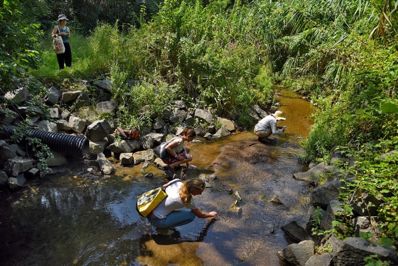 A creek site where four women are engaged in research. The creek is a shimmery brown and sprawls out from the top right corner. There are small rock boulders and dense vegetation at the borders. Three of the women are crouched in the creek with their attention below the shallow water's surface. The fourth is up above with a clear view of the rest of the group. They are all dressed casually. Two of them are wearing floppy hats and three of them have bags strapped over their shoulders.