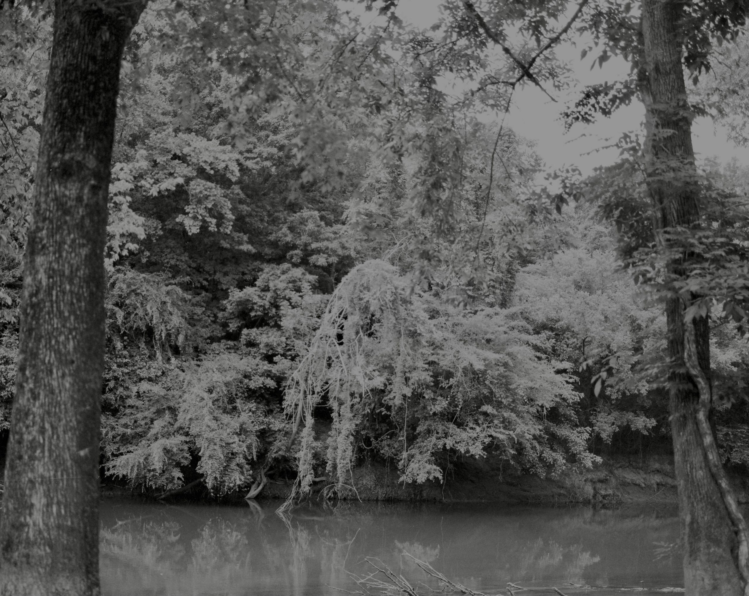 Swamp trees brush against a local river in Clayton, North Carolina.